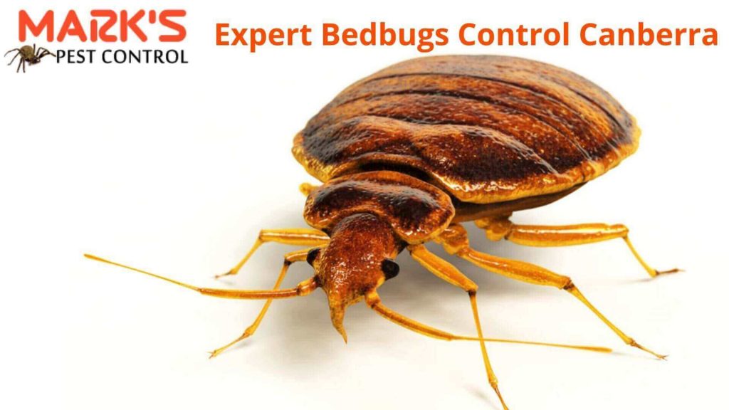 Expert Bedbugs Control Canberra