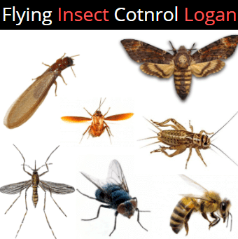 Flying Insect control