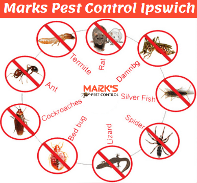Cockroach Prevention Ipswich