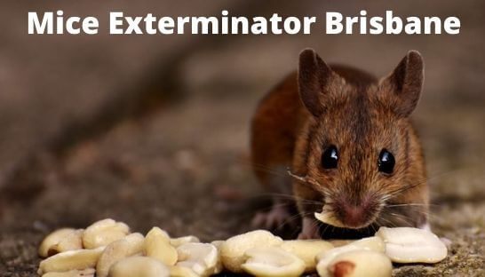 mice control exterminator brisbane