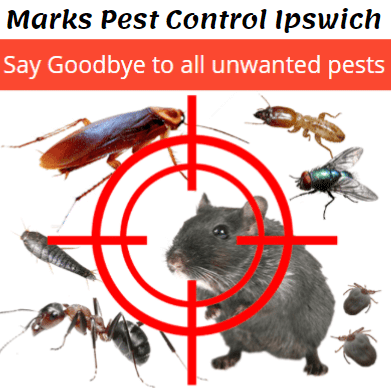 Pest Control Ipswich