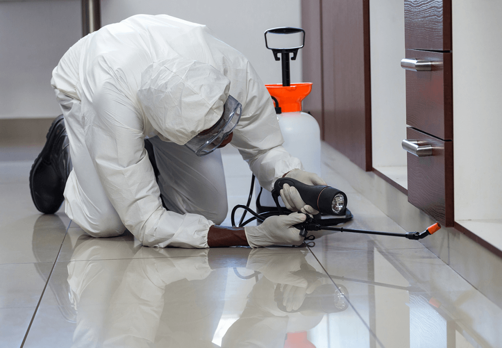 Commercial Pest Control Ipswich
