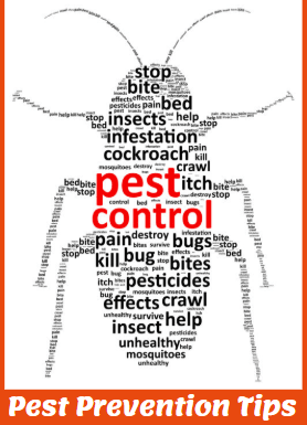Pest Prevention Tips logan