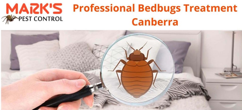 Professional Bedbugs Treatment