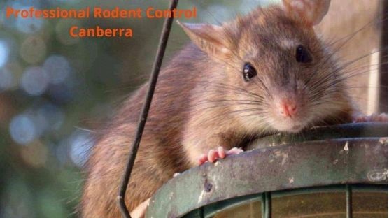 professional rodent control canberra