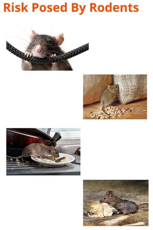 risk posed by rodent