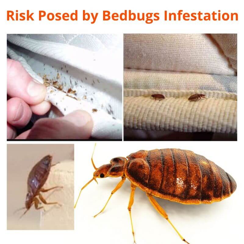 risk posed by bedbugs infestation