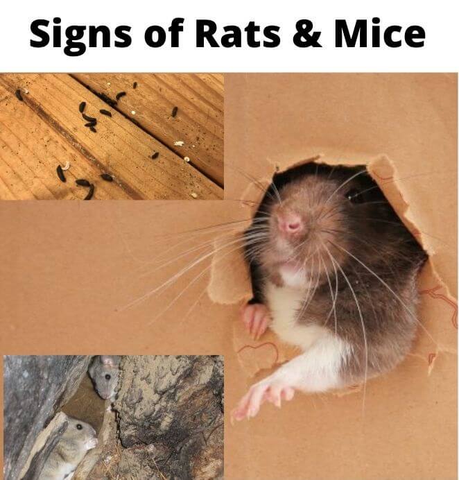 rodent infestation