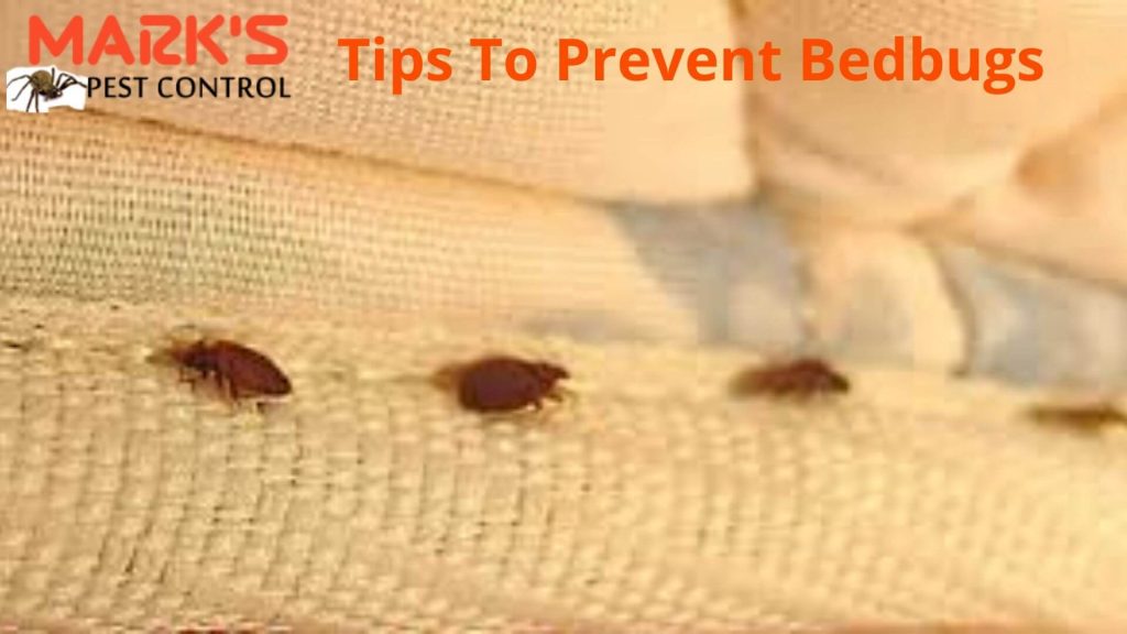 Tips-To-Prevent-Bedbugs
