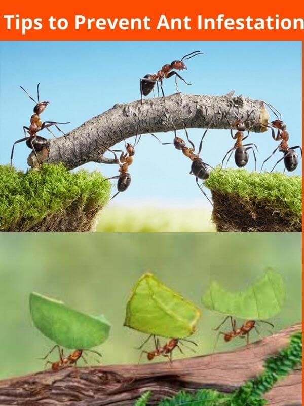 tips to prevent ant infestation