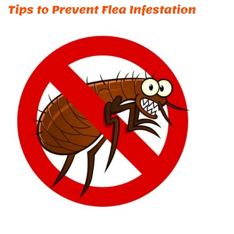 tips of flea prevention