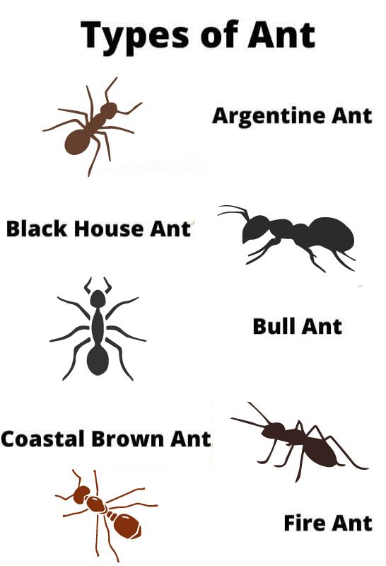 types of ant