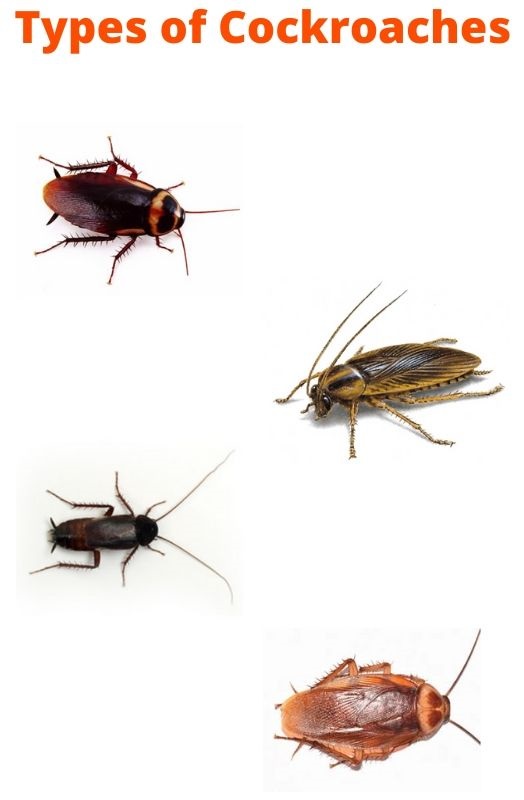 type of cockroach