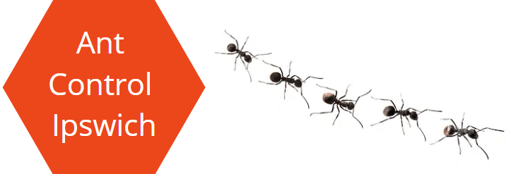 Ant Pest Control Ipswich