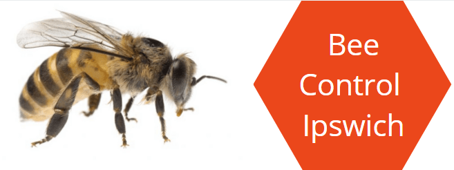 Bee Pest Control Ipswich