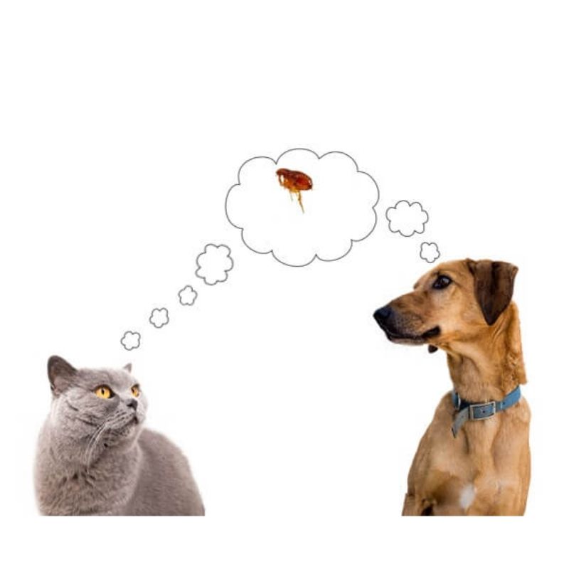dog & cat flea