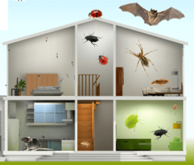 domestic pest removal