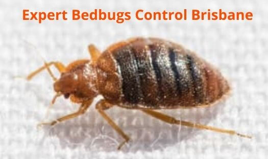 expert bedbugs control brisbane