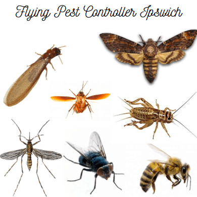 Flying Insect control