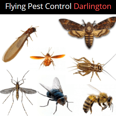 flying Pest Control Darlington
