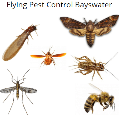 flying insect control bayswater