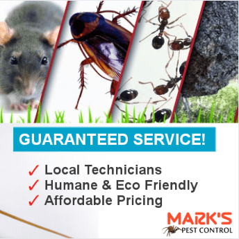 massey pest control services