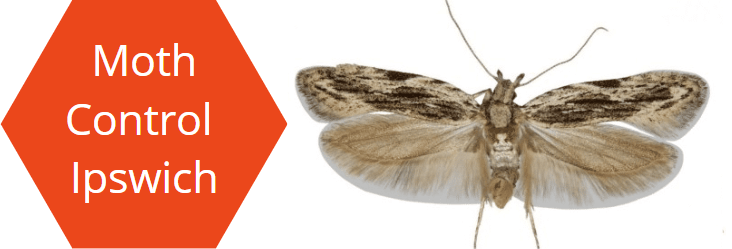 Moth Pest Control Ipswich