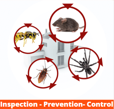 Pest Inspection