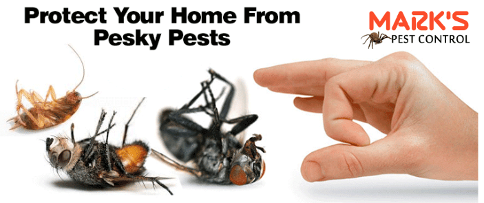 protect your home from pest