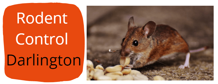 rodent Pest Control Darlington