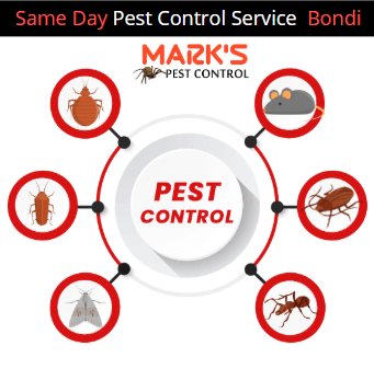 Same Day Pest Removal services