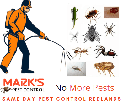 Same Day Pest Removal services
