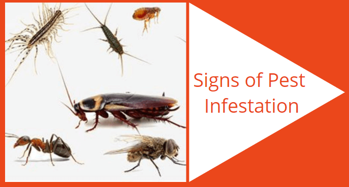 signs of pest infestation