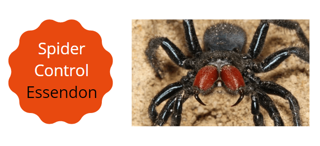 spider control Essendon