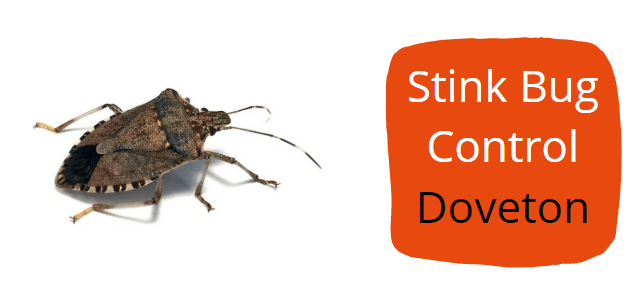 stink bug control