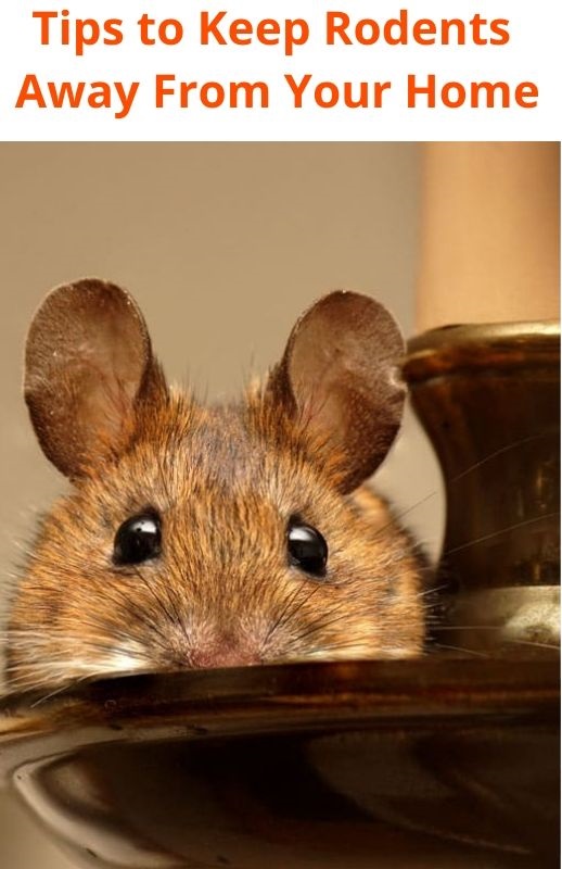 tips to keep away rodent
