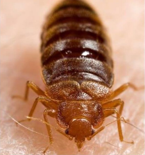 tips to prevent bedbugs infestation