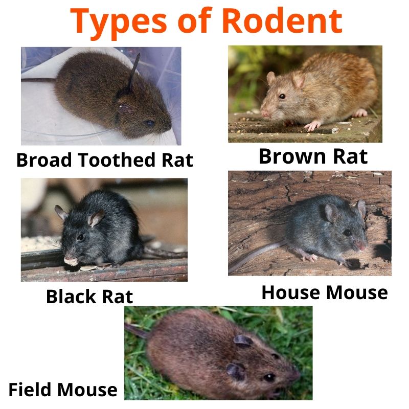 types of rodent