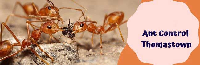 Ant Control Thomastown