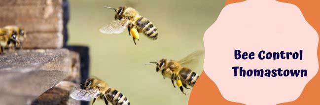 Bee Control Thomastown