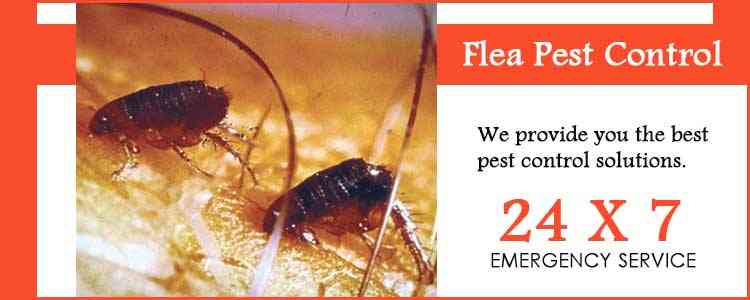 flea control Frankston