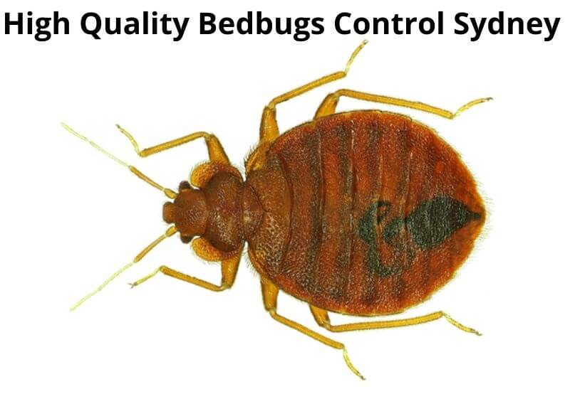 high quality bedbugs control sydney