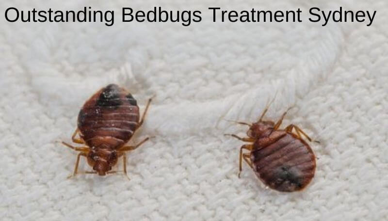 Outstanding bedbugs treatment sydney