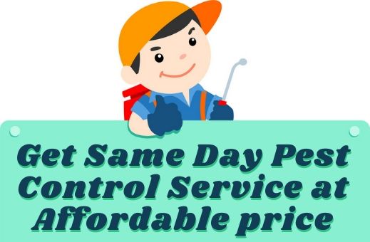 Same day pest control service