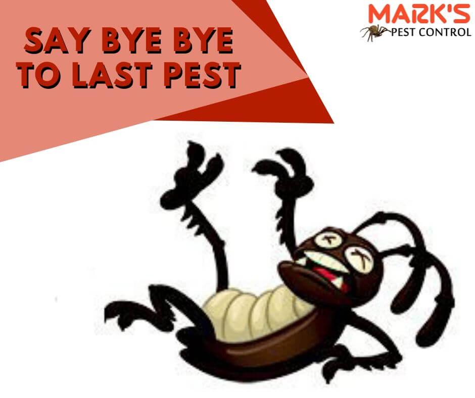 say bye bye to all pest