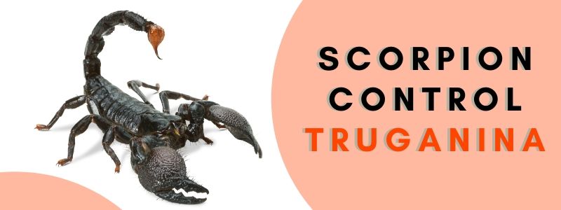 scorpion control