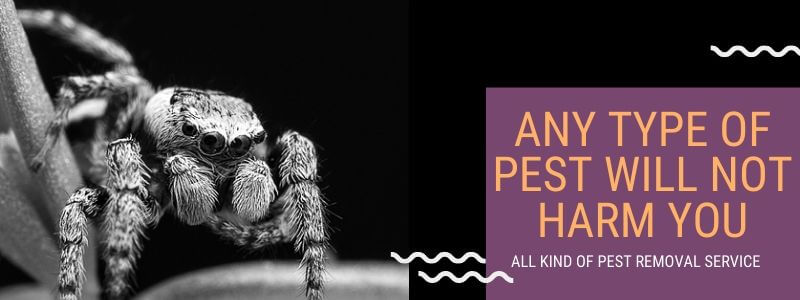 All kind of pest removal service currumbin waters