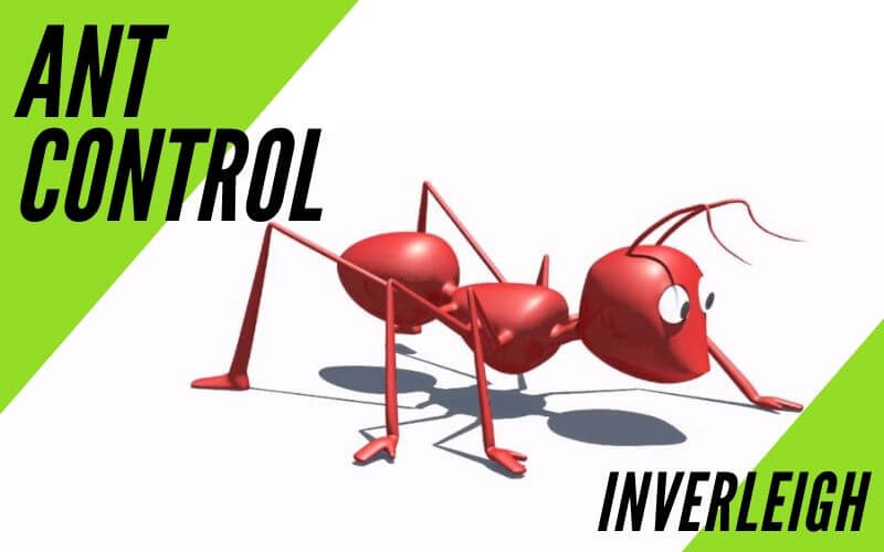 Ant control Inverleigh