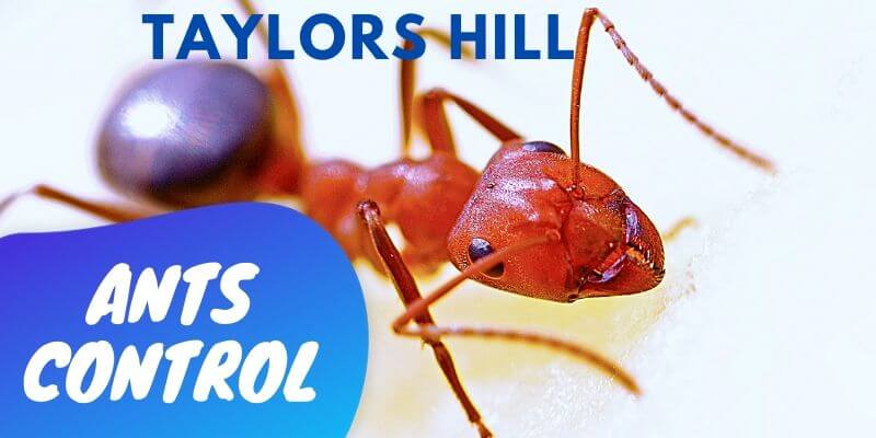 Ant control Taylors Hill
