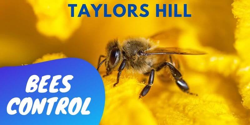 Bees control Taylors Hill